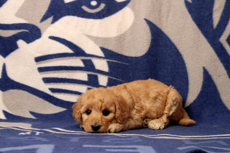 puppy, for, sale, Mini  Goldendoodle, Matthew B. Stoltzfus, dog, breeder, Gap, PA, dog-breeder, puppy-for-sale, forsale, nearby, find, puppyfind, locator, puppylocator, aca